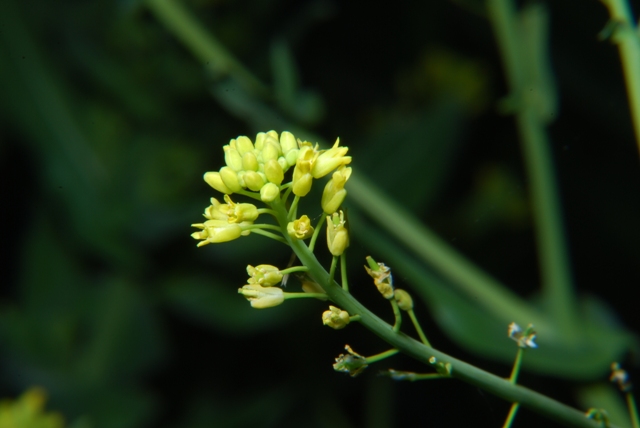 Myagrum perfoliatum